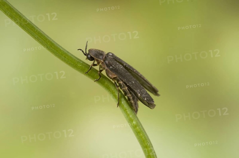 Common Glow-worm