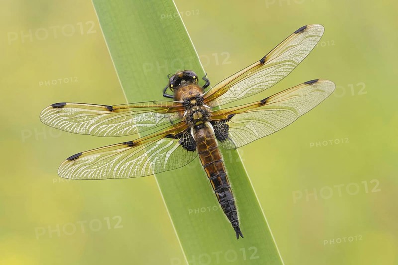 Four-spotted Chaser