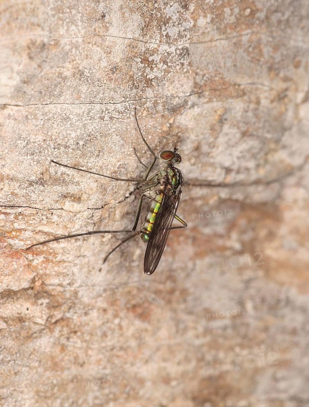Waterfall fly