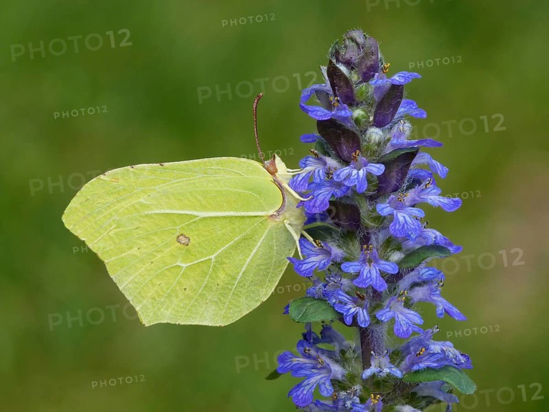 Brimstone