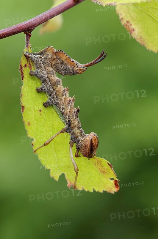 Lobster Moth