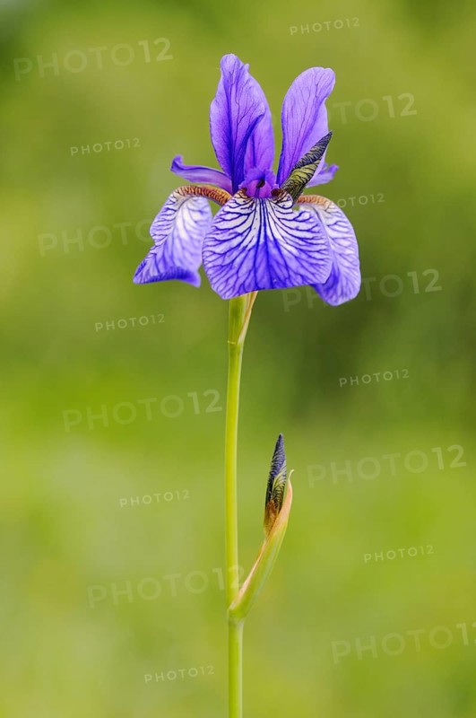 Siberian Iris