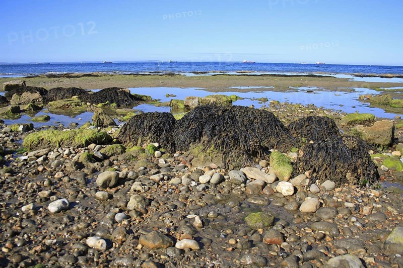 Bladder wrack