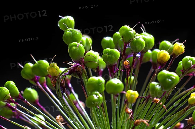 Globe leek