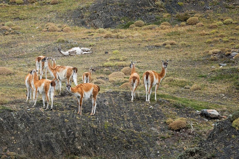Group of guanacos