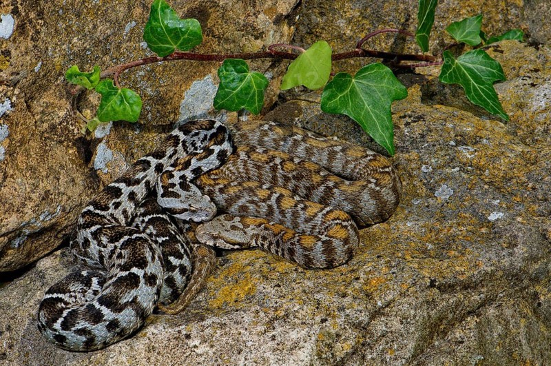 Wagner's mountain viper