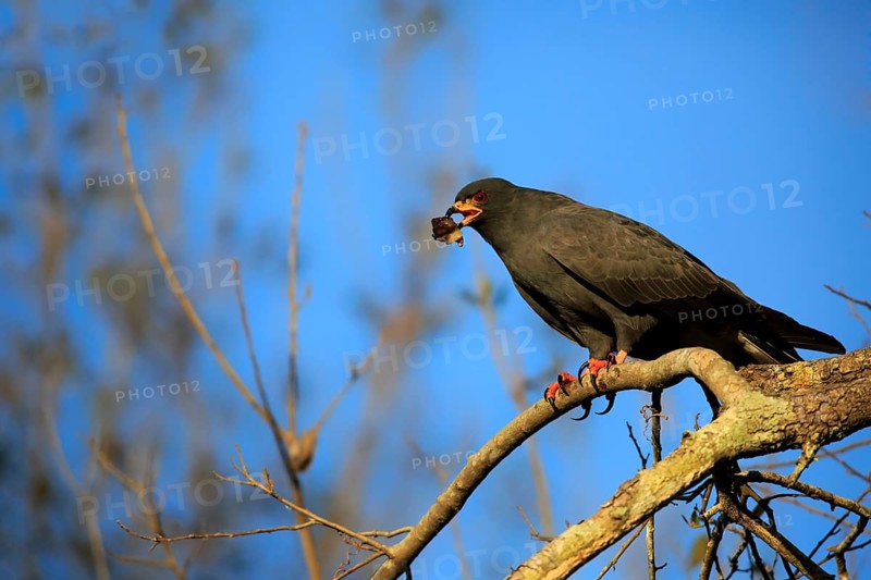 Snail kite