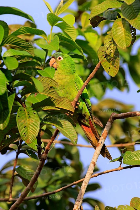 Sharp-tailed Parakeet