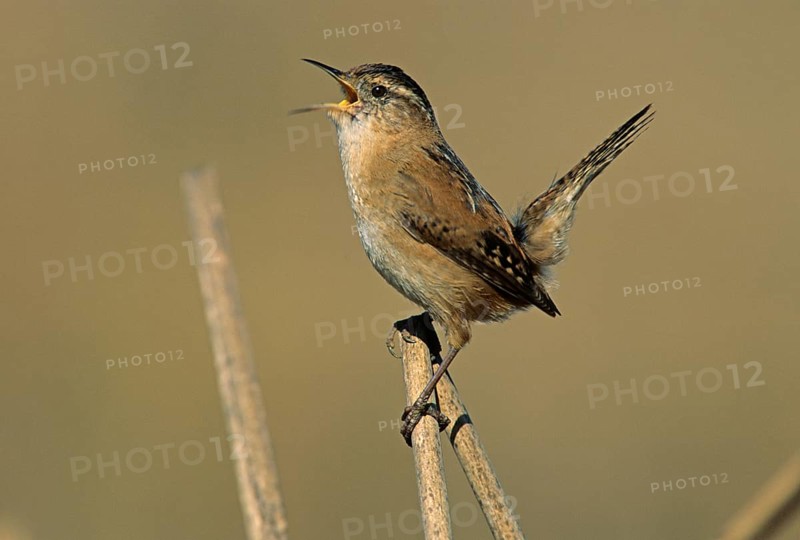 Marsh Wren