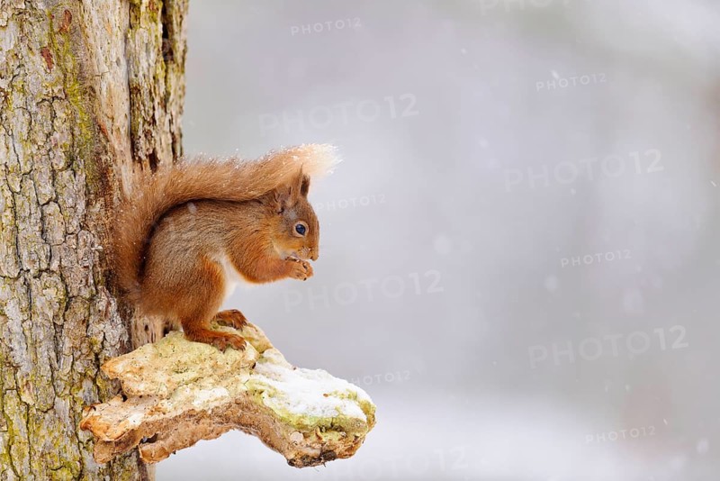 Eurasian red eurasian red squirrel