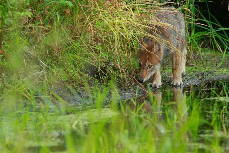 Grey gray wolf