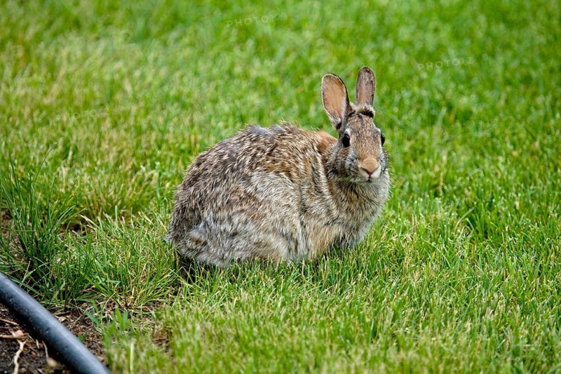 Mountain cottontail