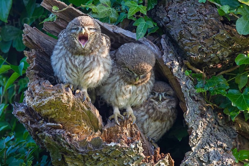 Little Owl