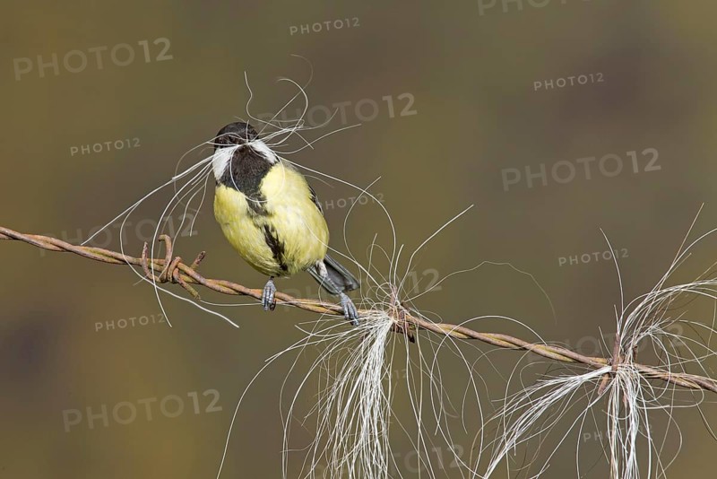 Great Tit