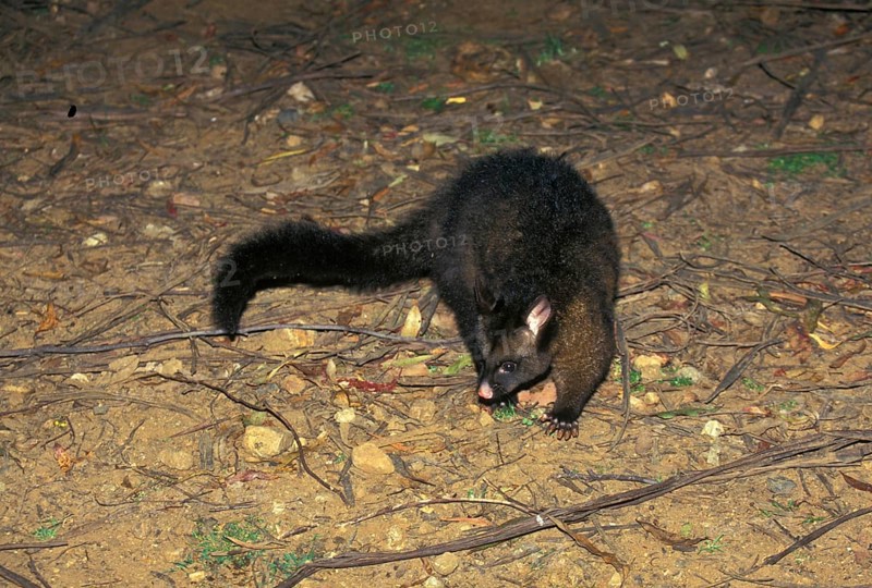 Common common brushtail possum