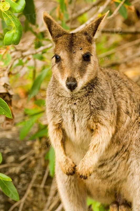 Brush-tailed Rock Kangaroo