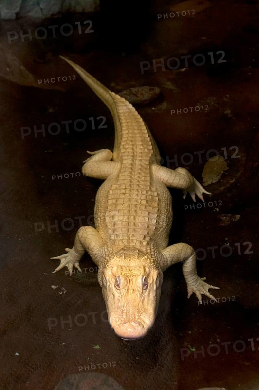 American american alligator