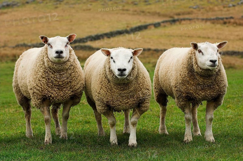 Domestic Sheep