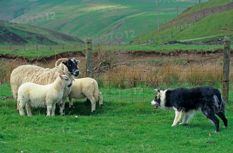 Sheep farming