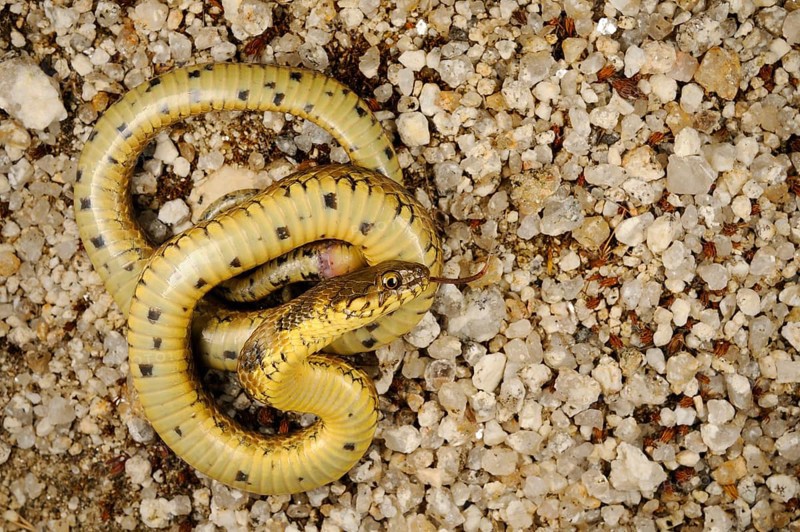 Viperine Snake