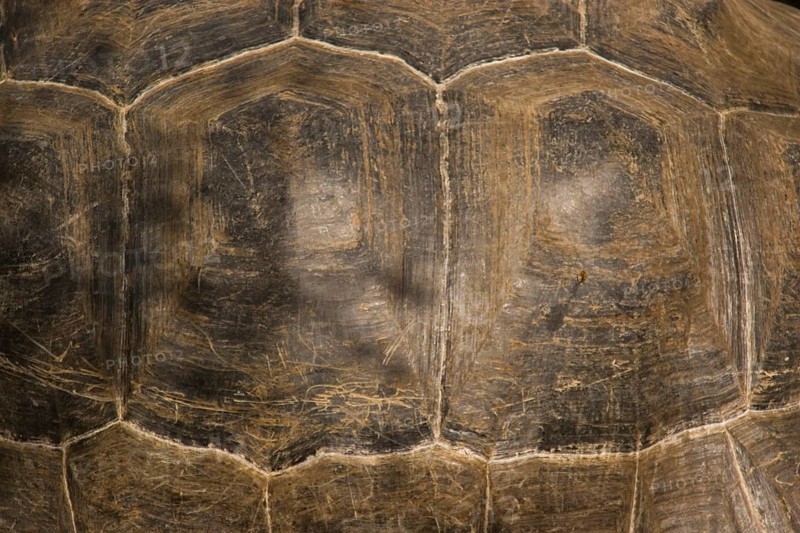 Testudo elephantopus