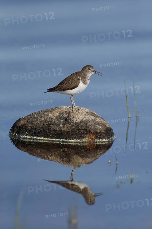 Common Sandpiper