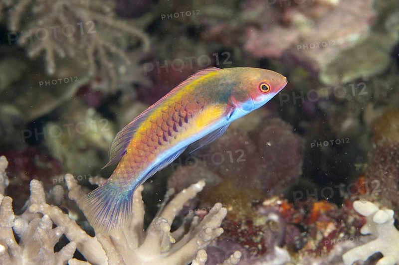 Blue-sided Wrasse