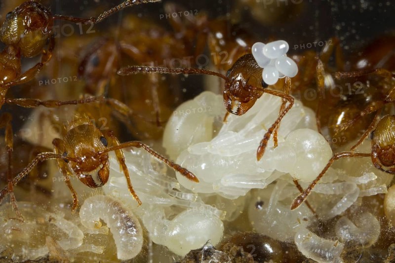 Red garden ant