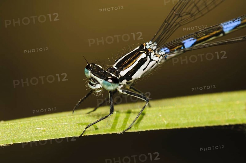 Variable damselfly