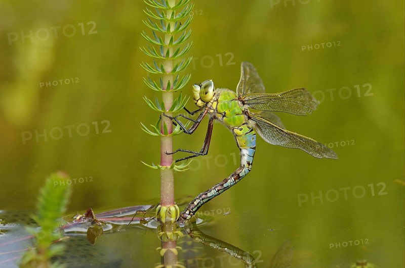 Emperor dragonfly