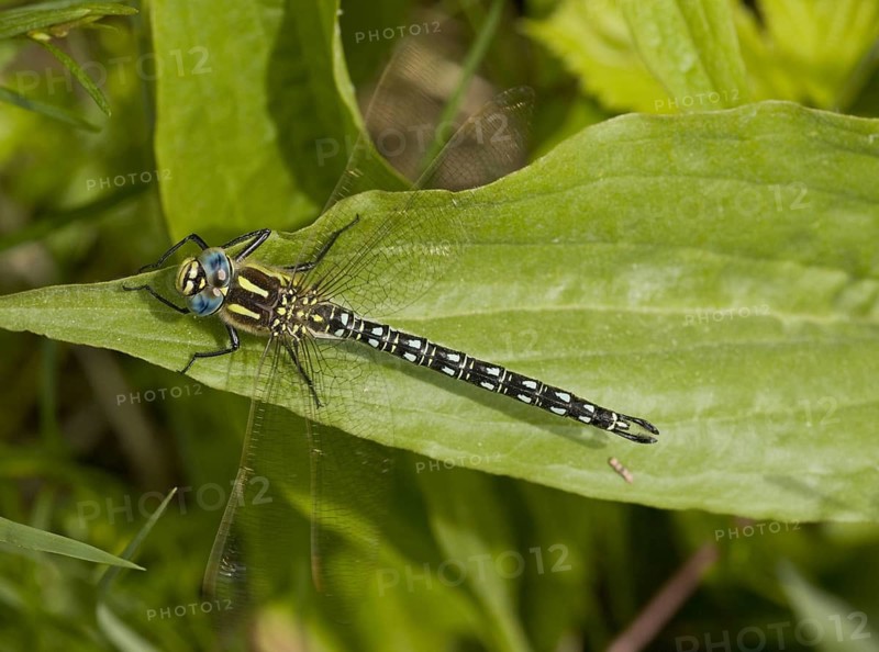 Hairy dragonfly
