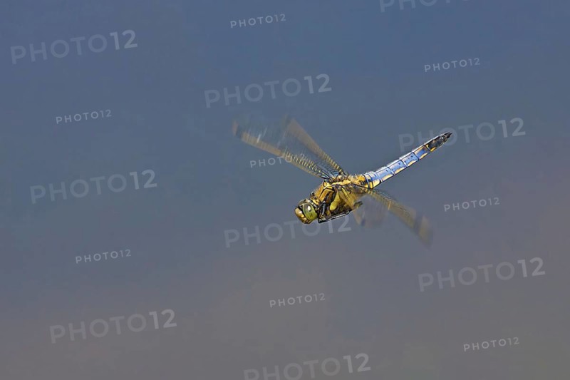 Black-tailed Skimmer