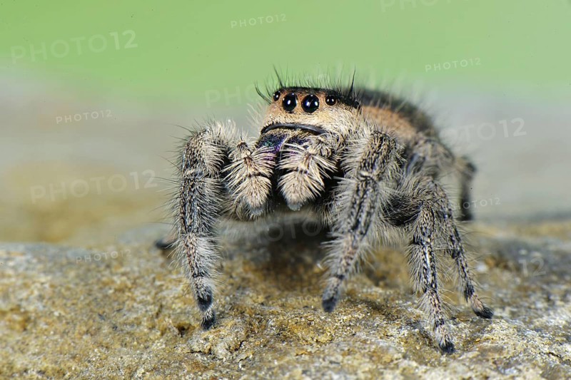 Canopy Jumping Spider