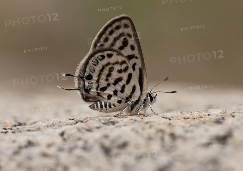 Little Tiger Blue