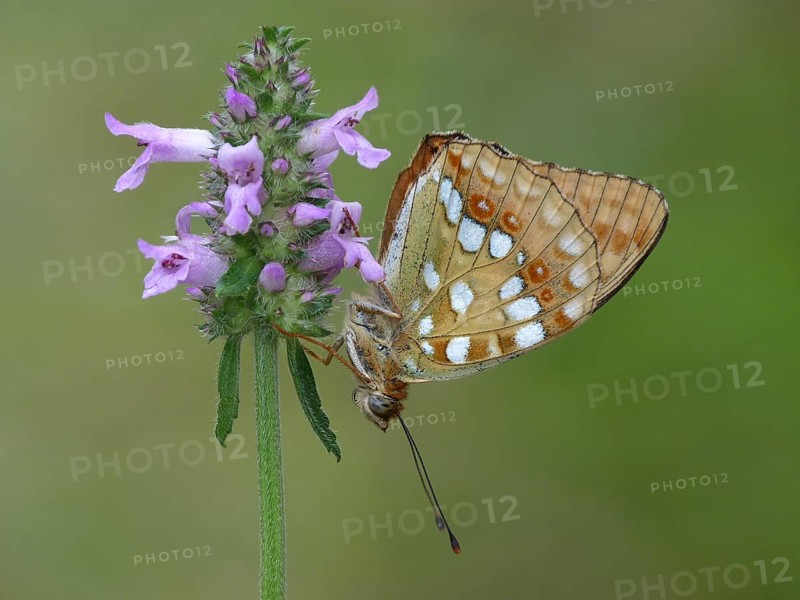 High Brown Fritillary