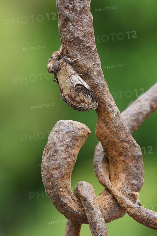 Pebble Prominent