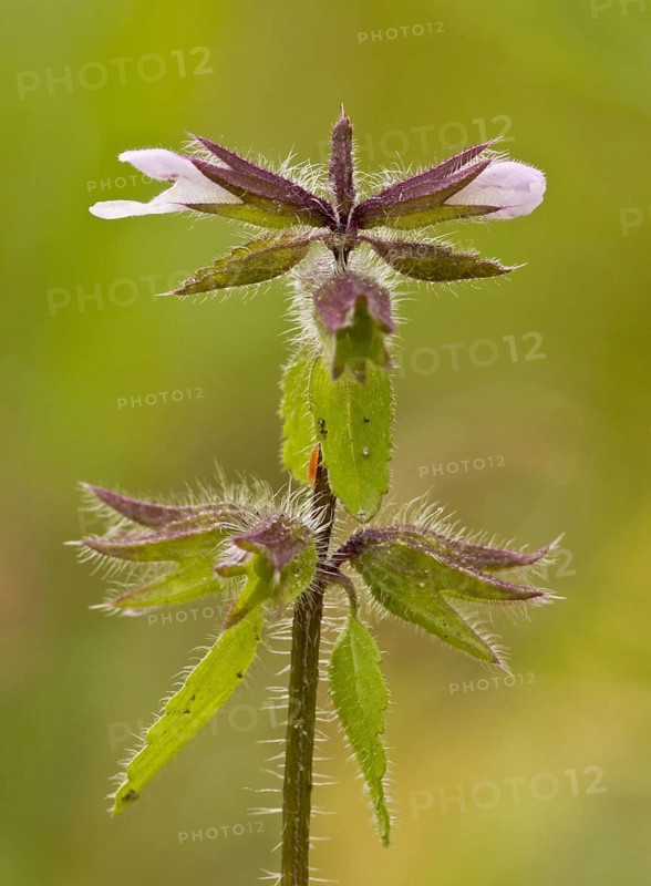 Flowering staggerweed
