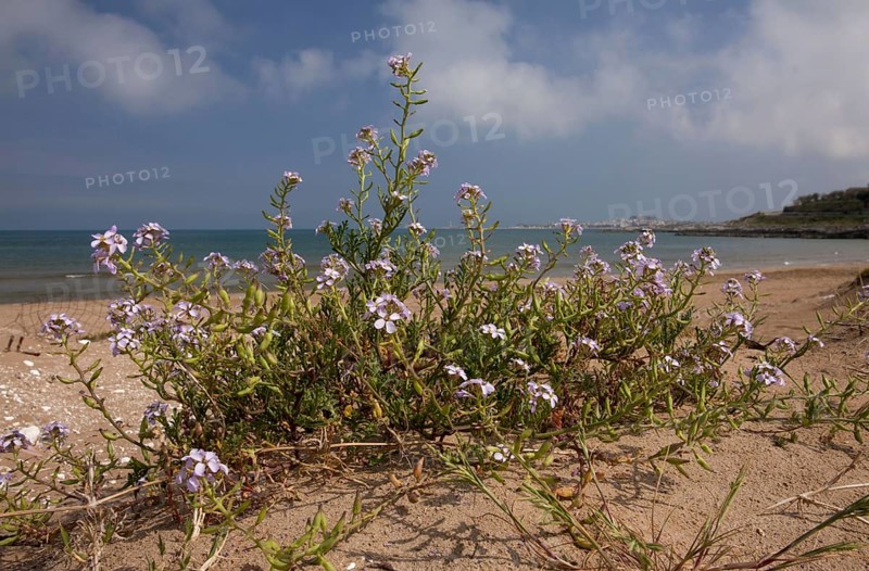 Sea Rocket