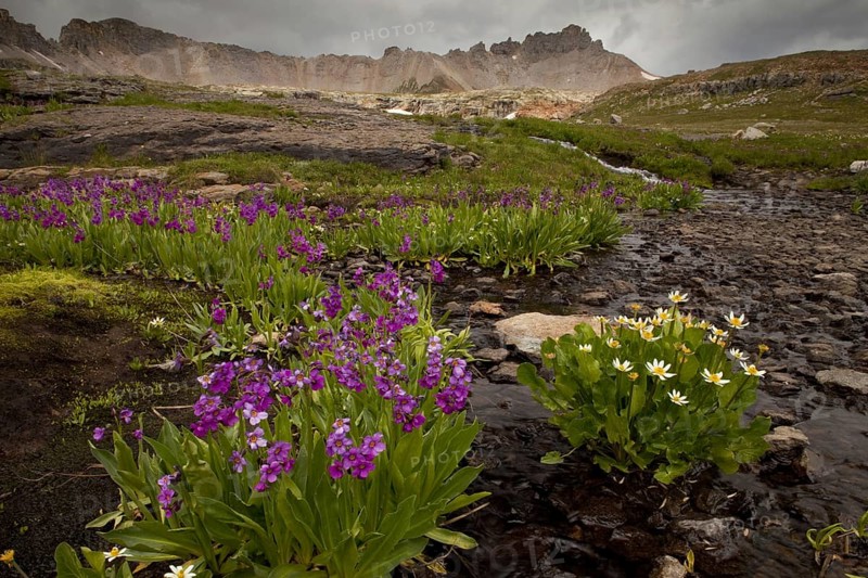 Parry's Primrose