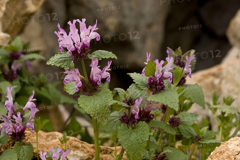 Gargano deadnettle
