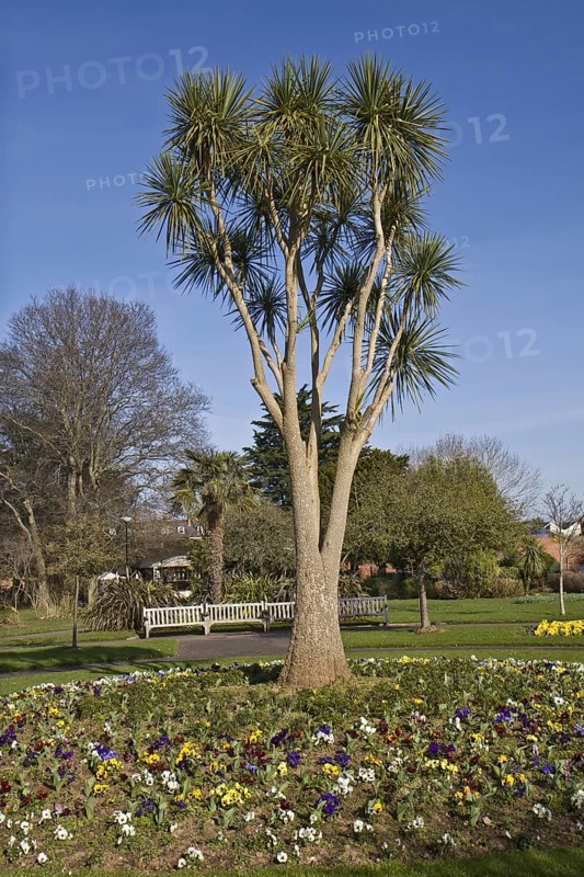 Habitus of cabbage tree