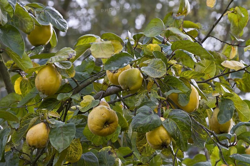 Quince fruit