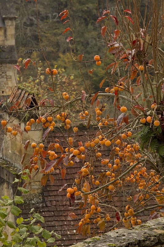Japanese Persimmon
