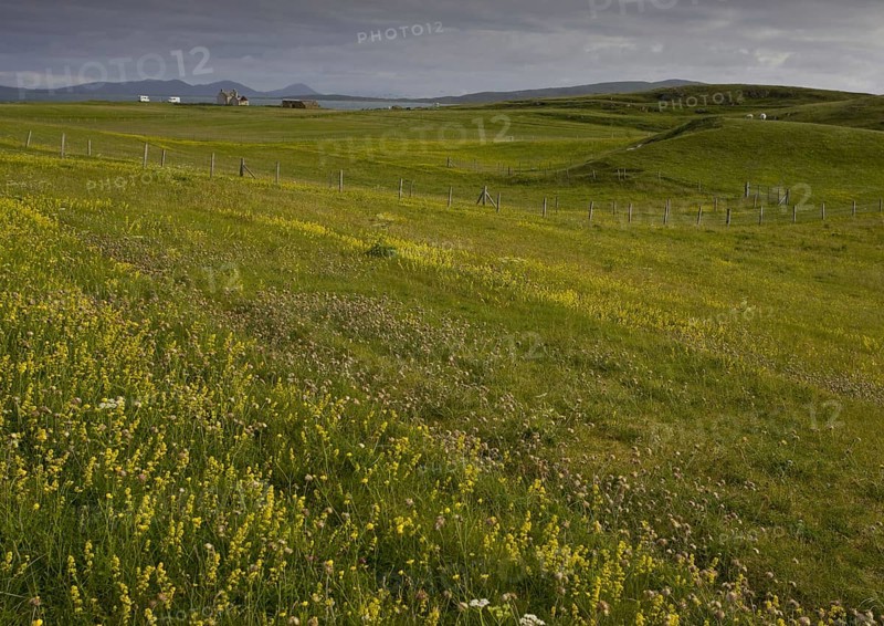 Flowery grassland on east coast
