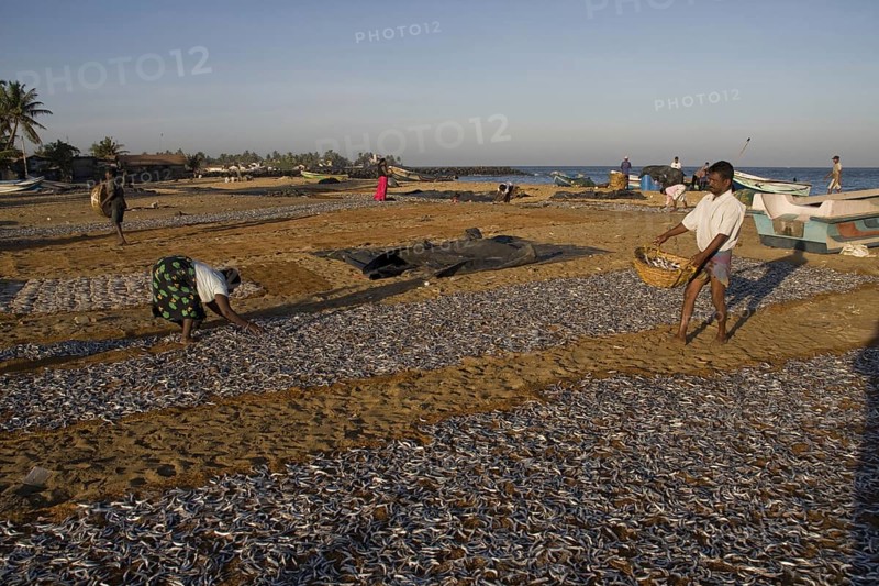 Catching fish spread out to dry in the sun
