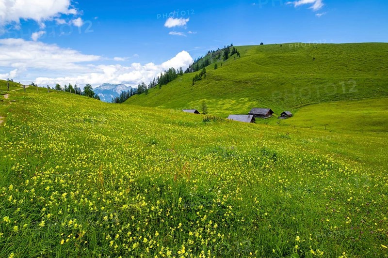 Flower meadow on the Postalm in the Salzkammergut