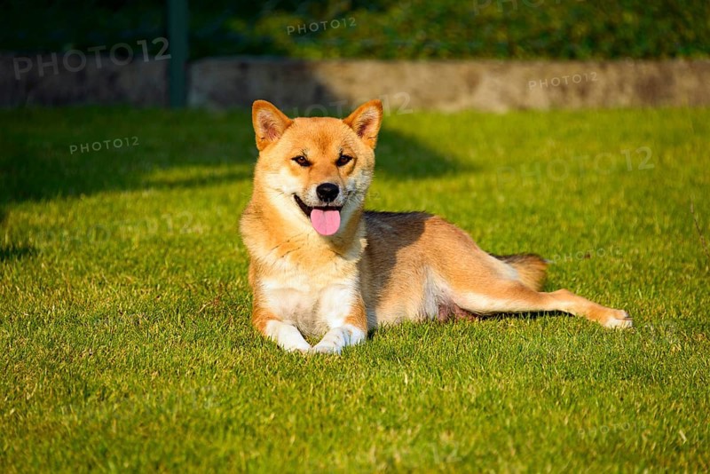 Shiba Inu
