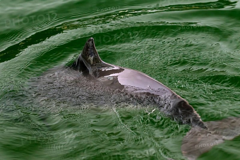 Harbour porpoise