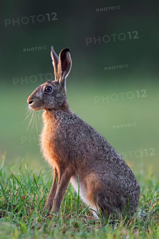 European hare