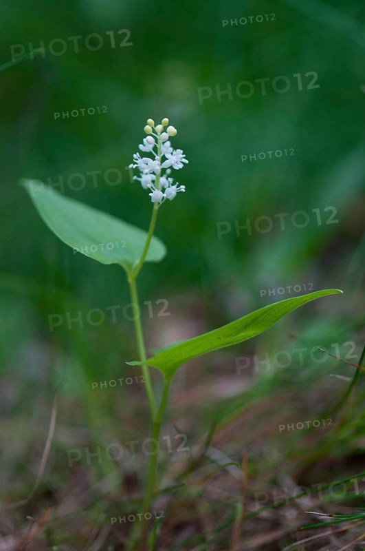 (Maianthemum bifolium)